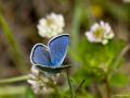 Polyommatus antiochenus (Hatay